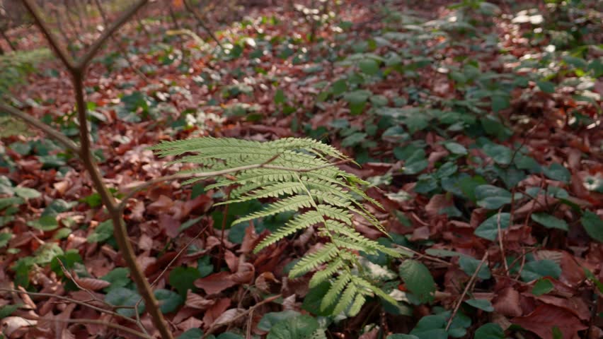 Autumn forest during the day. A fern leaf among autumn foliage