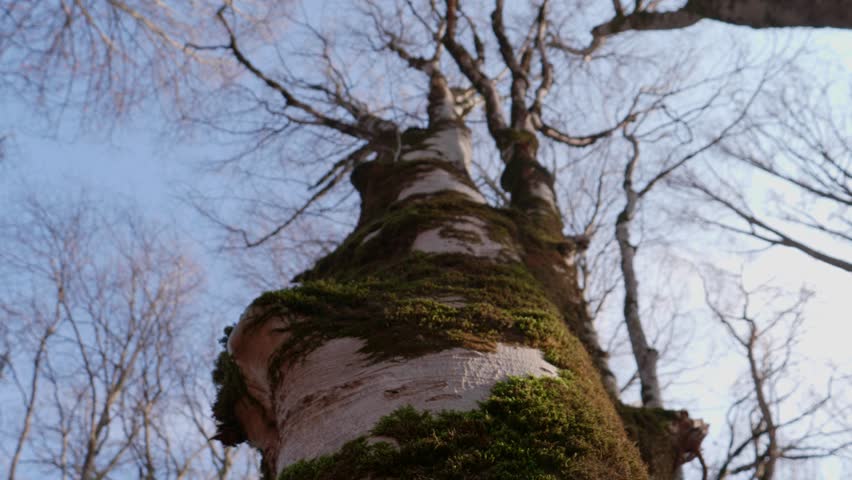 Autumn forest during the day. A large old tree with bare and curved branches, looking up.