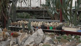 Cactus and succulent greenhouse. Rare succulent plant collection - Powered by Shutterstock - Get 15% off with code: PIKWIZARD15