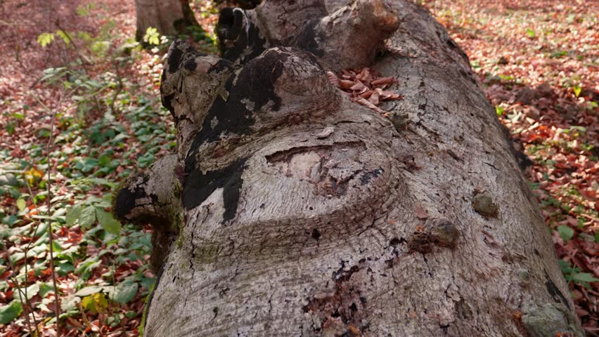 Autumn forest during the day. The trunk of a large tree lies on the ground, the camera moves along its trunk.