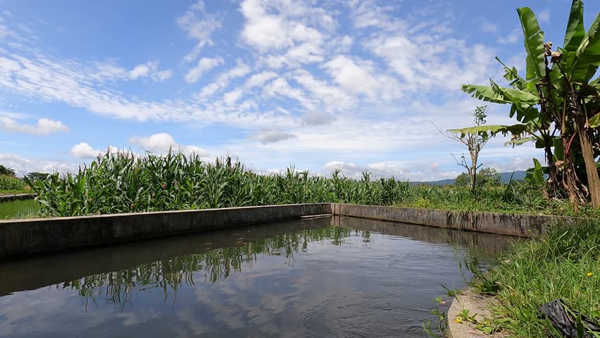 Central Java, Indonesia: November 5th 2025: Southeast Asia Rice Fields Filled With Water Under Morning Glow - South East Asia