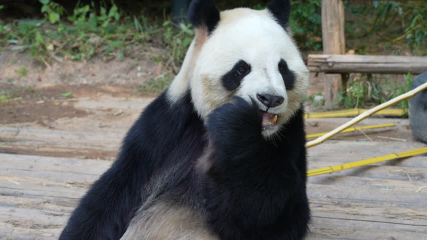 Panda eating shoots of bamboo. Rare and endangered black and white bear.