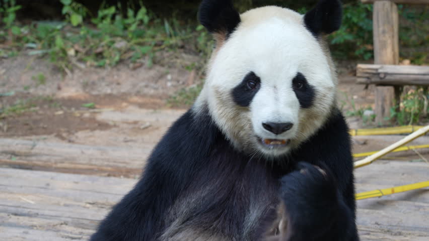 Panda eating shoots of bamboo. Rare and endangered black and white bear.