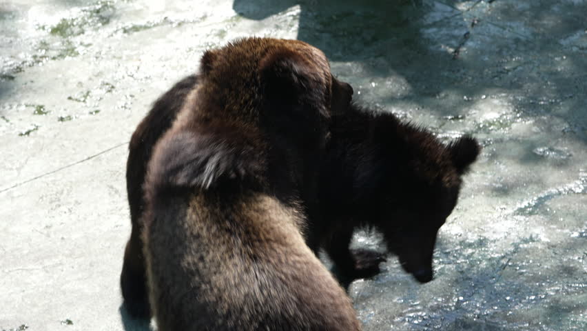 Portrait of brown bears playing with each other