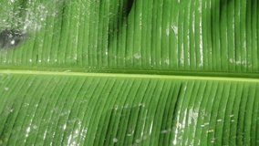 Banana leaf drenched in cascading water as sunlight turns droplets into glowing bokeh. November 7, 2025, Florida - Powered by Shutterstock - Get 15% off with code: PIKWIZARD15