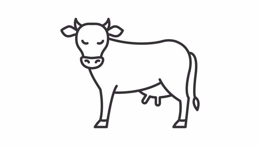 Animated cattle line icon. Livestock animation. Farming animals. Professional harvesting. Shaking head, moving tail. Outline element on white background. HD video with alpha channel