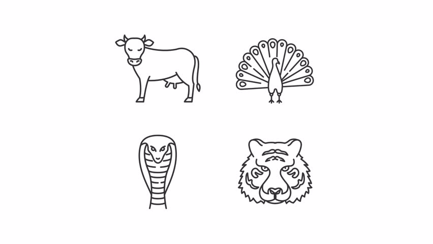 Spiritual animals line animation set. National symbols animated icons. Sacred cow. Hindu mythology, indian folklore. Outline elements on white background. HD video with alpha channel