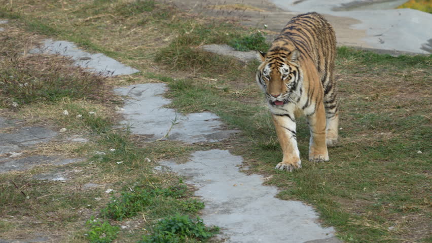 Portrait of tigers in their natural habitat