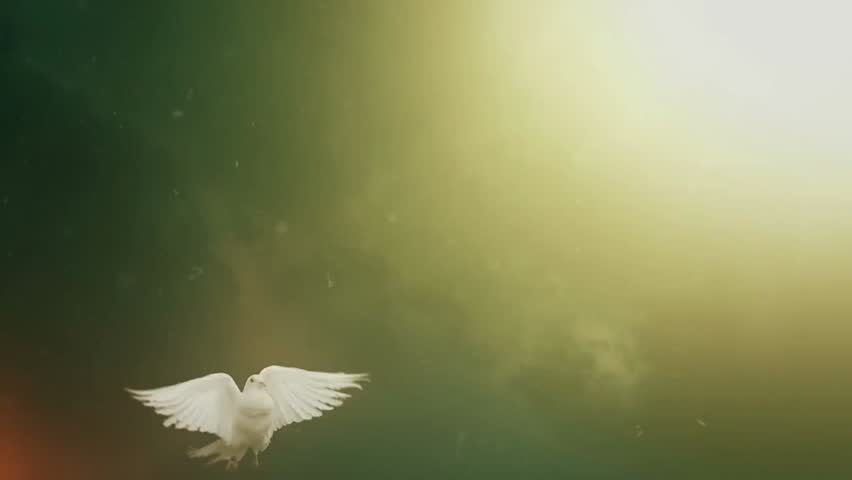 Slow-motion front view of a white dove gracefully flying forward, symbolizing peace, hope, purity, and freedom against a soft, serene background.