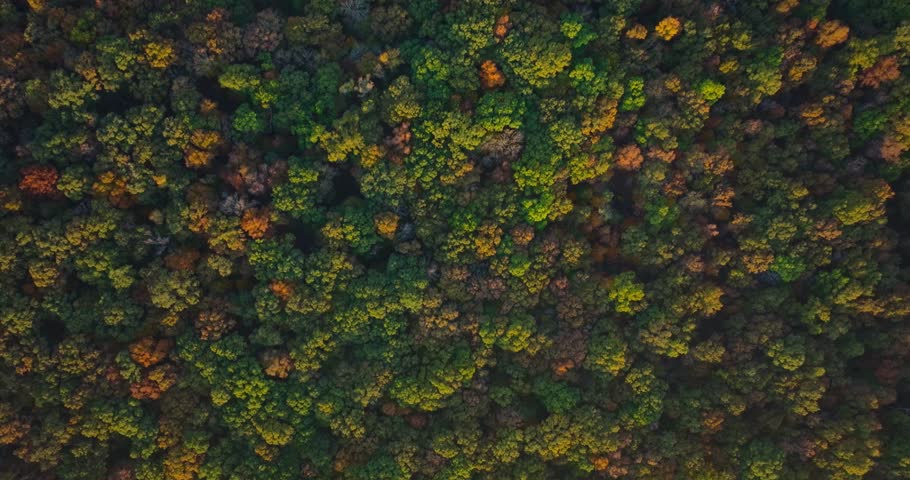 Aerial view of Arkansas forest showcasing lush autumn foliage