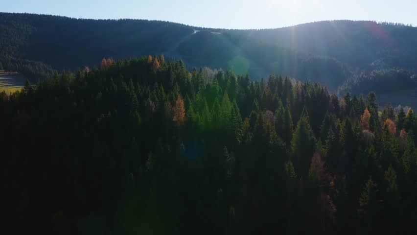 Drone footage of a sunlit mountain meadow with grazing cows, framed by forested slopes and long shadows, creating a peaceful cinematic landscape.