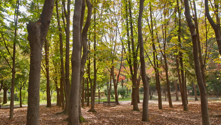 Empty Wooden Bench In An Autumnal Park With Tall Trees And Fallen Leaves, Captured With Natural Light.