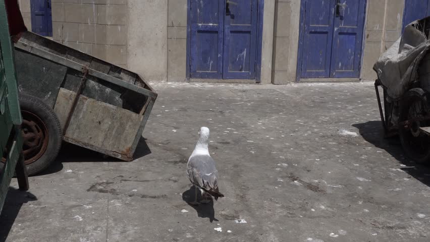 A seagull moves cheerfully, climbing onto a wooden cart and then coming back down.
