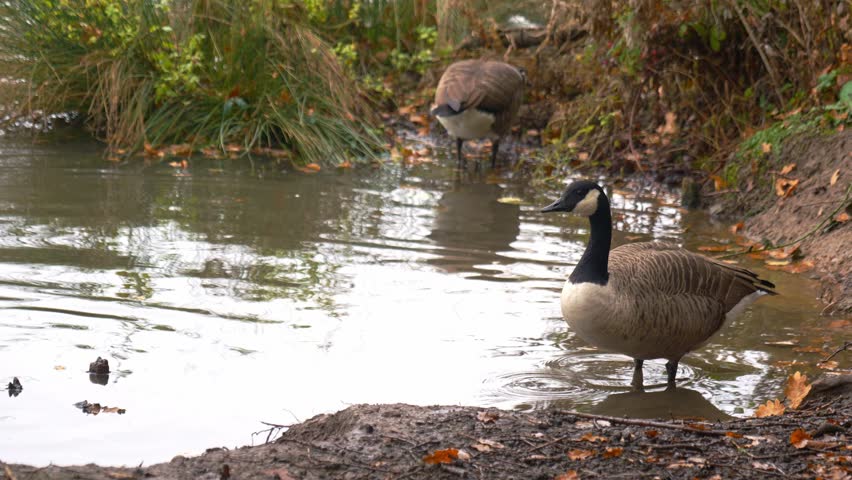 Canada Goose stood at a lake shoreline looking around and scratching its head - close up