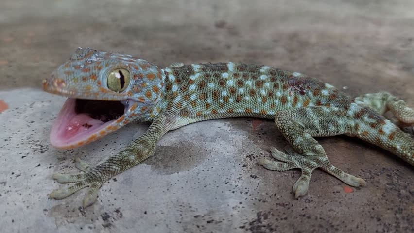 Gecko is lizard that unique  for vocalisation. Rural area Indonesia. 