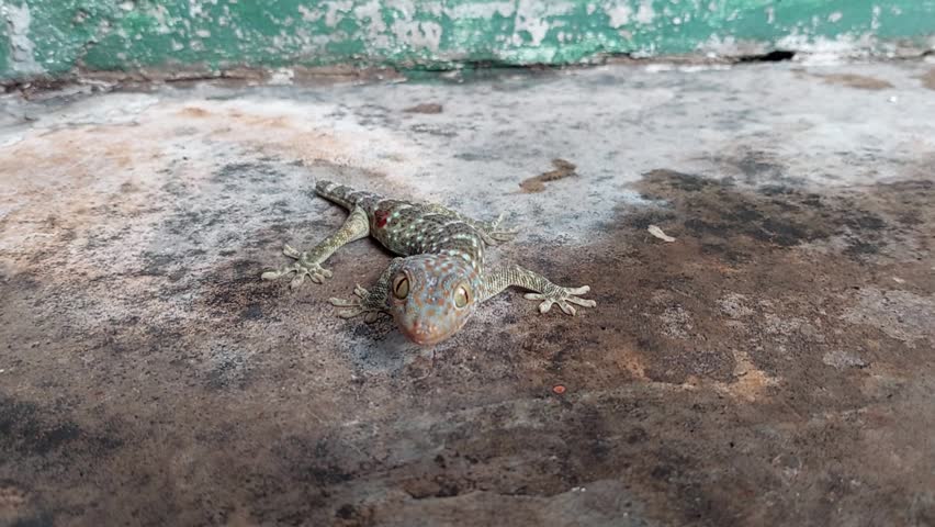 Gecko is lizard that unique  for vocalisation. Rural area Indonesia. 