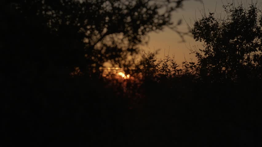 Sunset Through Tree Branch Silhouettes – Golden Hour Nature Scene