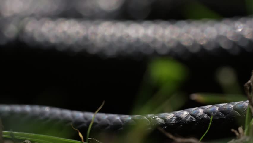 Slithering snake close up. Black snake crawling. Snakes in motion. Creeping reptile. Macro scaly snake skin. Exotic reptilian pattern. Snakes scales detailed reptilian texture. Black leathery lizard