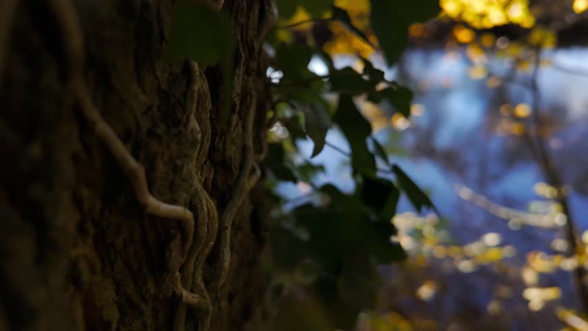 A close up of ivy stems clinging to rough tree bark in dappled autumn light beside the River Derwent in Derbyshire