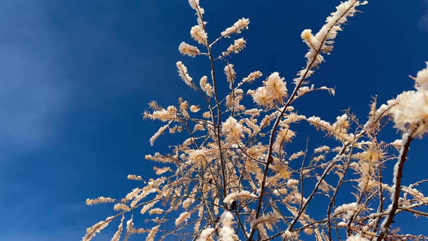 A snow-covered yellow larch with sparse foliage