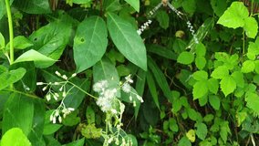 Large St Andrew's Cross Spider (Argiope sp.) in its Web with Stabilimenta Zigzags Amidst Lush Green Foliage. Wildlife Close-up Video - Powered by Shutterstock - Get 15% off with code: PIKWIZARD15