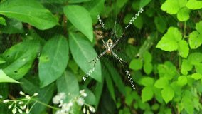 Close-up of Argiope Spider with Zigzag Stabilimentum on Web in Lush Green Jungle Garden - Powered by Shutterstock - Get 15% off with code: PIKWIZARD15