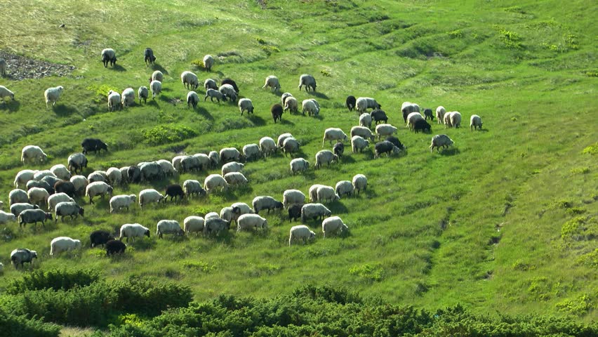 In areas where sheep are constantly grazed, they trample permanent paths on the slopes. Carpathians.