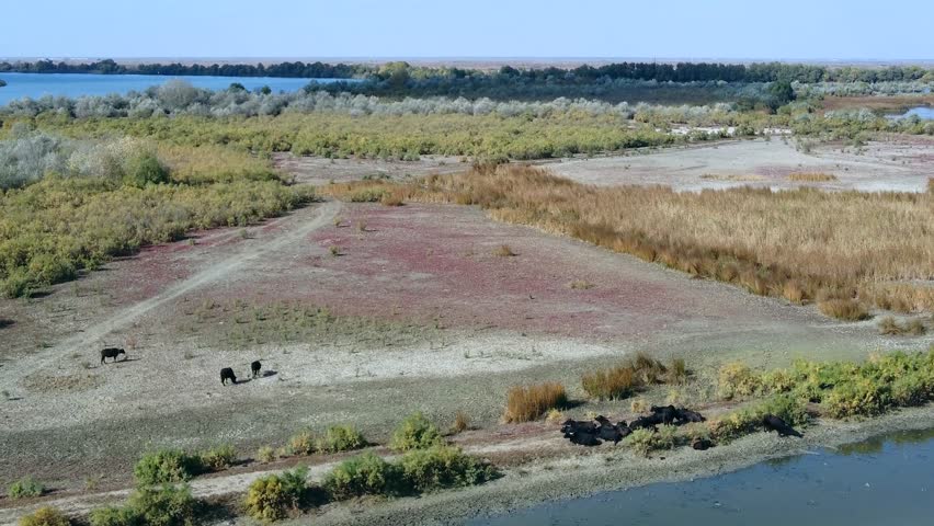 Aerial photography of a herd of Water Buffalo (Bubalus bubalis) in the vastness of the Danube Delta, the camera slowly descends from the landscape of the Danube Delta to the herd of animals.