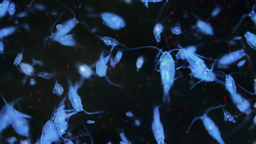 Zooplankton and plankton of the White Sea under a microscope. Various types of Copepoda. Under ultraviolet light.