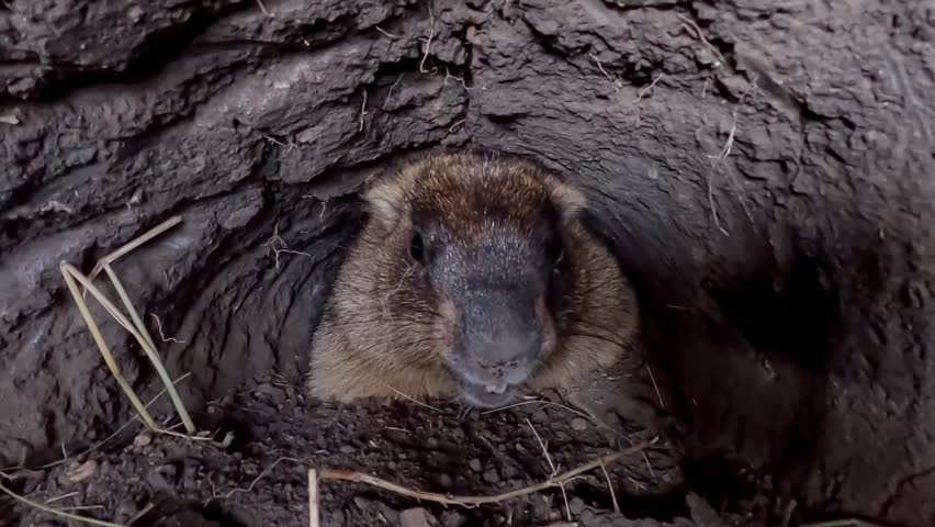 A Steppe Marmot (Marmota bobak) pushes soil from the its burrow closer to the exit, portrait.
