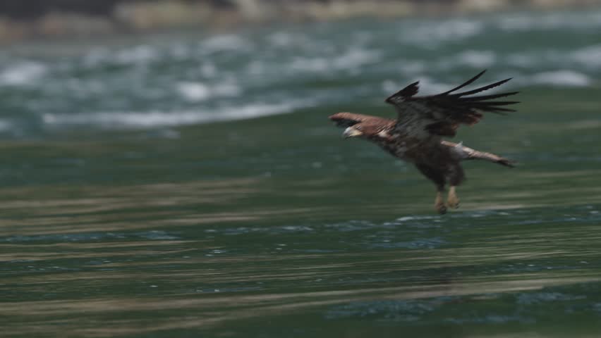 An eagle flying in slow motion looking for food over the ocean in Canada