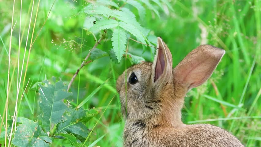 Immature wild rabbit, Oryctolagus cuniculus, forages among tall grass and nibbles and eats leaves from young Mountain Ash or Rowan while video is recorded at eye level of subject