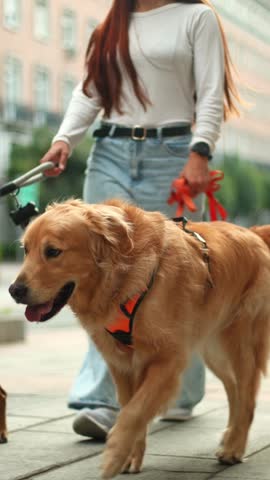 Young woman walking her happy golden retriever on a leash. The purebred dog enjoys a leisurely stroll along the city sidewalk with its owner
