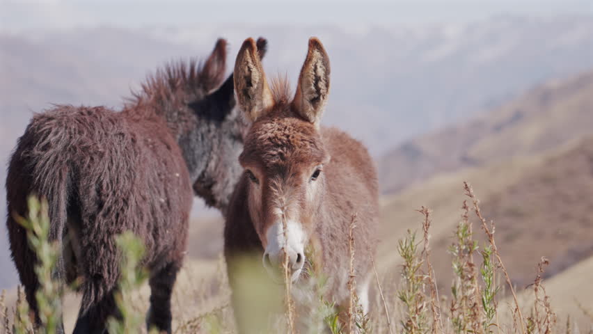 Two Donkeys Standing on Mountain Meadow