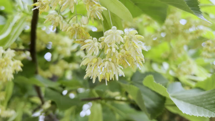 Close-up of flowers American basswood, also known as an American linden (Tilia americana)
