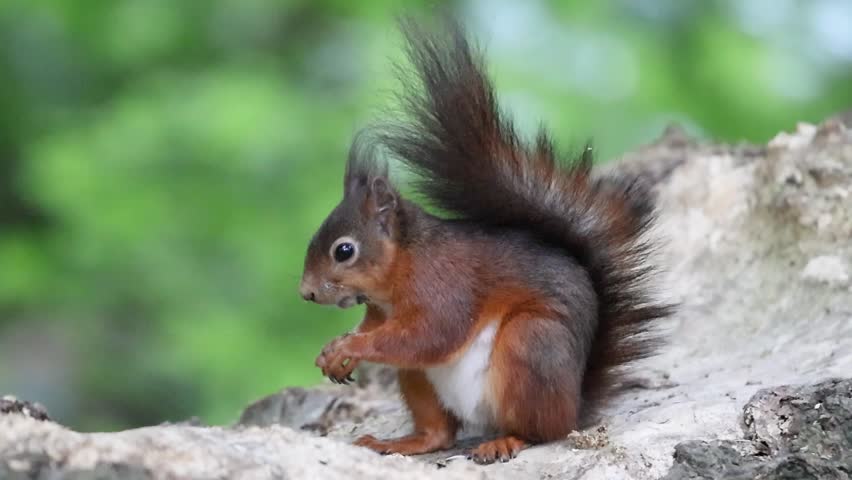 A red squirrel with a fluffy tail sitting quietly on a tree stump surrounded by forest greenery