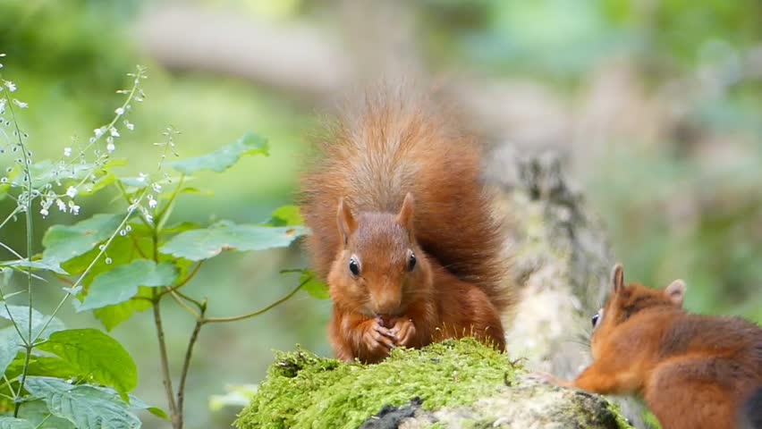 Two red squirrels on a mossy rock sharing food together in a forest surrounded by lush green leaves