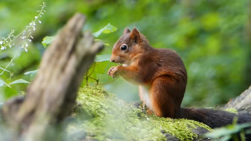 A red squirrel sitting on moss-covered bark in the forest while holding food with soft blurred background