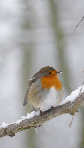 A vertical closeup of tiny European robin perched on a snowy branch in a winter blizzard