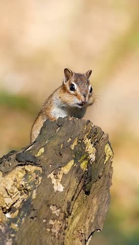 A Close-up of a chipmunk sitting on a log in the forest under warm sunlight