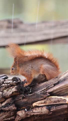 A red squirrel on a wooden log with light snow falling in the background