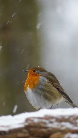 A European robin perched on a snowy branch during gentle winter snowfall