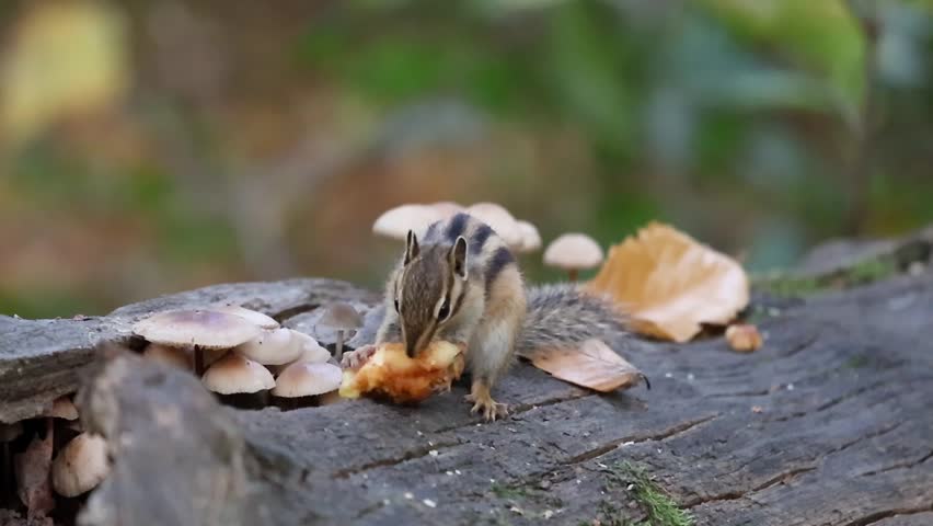 A close-up view of an Eastern chipmunk (Tamias striatus) eating a piece of bread on a mossy forest log surrounded by wild mushrooms in soft daylight