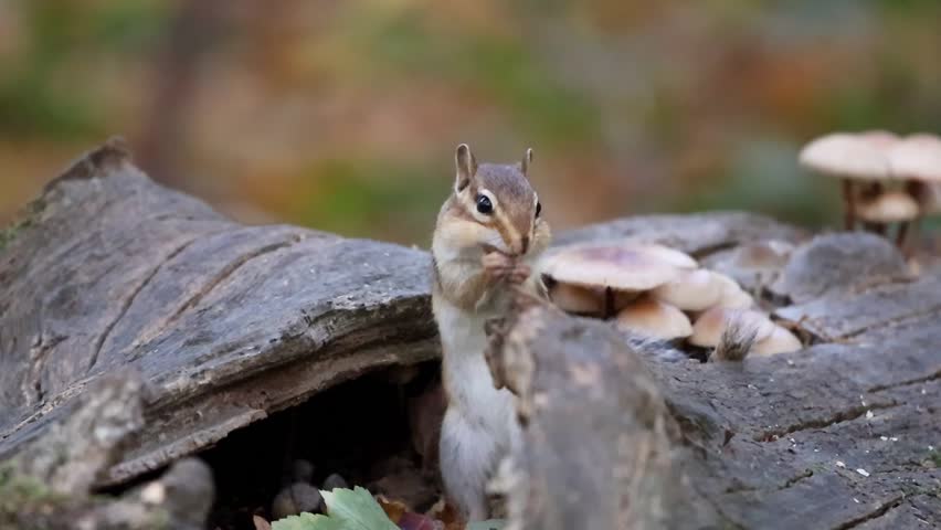 A close-up view of an Eastern chipmunk (Tamias striatus) peeking out from a hollow tree log near wild mushrooms, captured in a forest environment