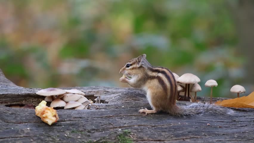 A side view of an Eastern chipmunk (Tamias striatus) gathering food on forest log beside mushrooms, showing its cheek pouches filled with stored nuts