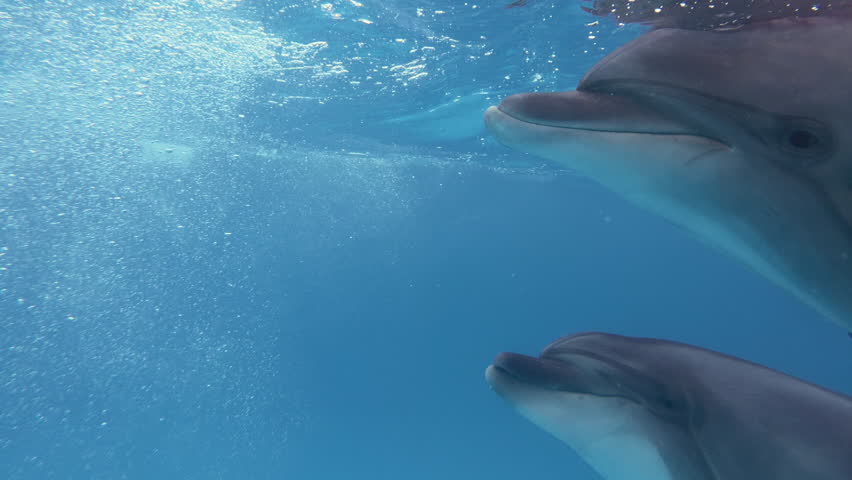 Close up - Two curious dolphins swims close and looks at camera, one dolphin has an irregular bite. Pair of bottlenose dolphins swim below surface posing and looking curiously at lens, Selfie-Dolphins