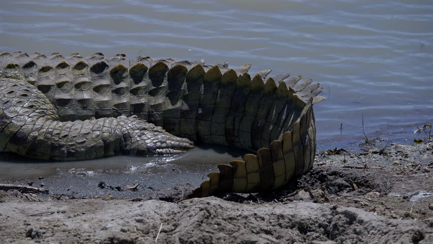 African Nile Crocodile Tail Scales and Skin Pattern by Muddy Shore Kenya