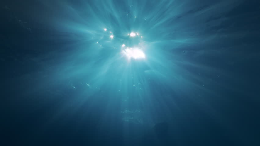 Backlit by sun - Rays of sunlight penetrate surface of water, illuminating silhouettes of dolphins swimming beneath surface. Bottlenose dolphins swim overhead in dancing sunbeams of morning light