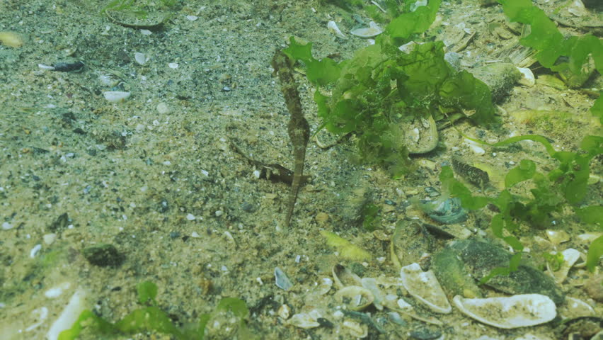 Pregnant male seahorse swims over sandy bottom covered with broken shells and green algae on shallows in sun glare. Sea Horse swims in coastal waters. An underwater scene with coastal marine life.