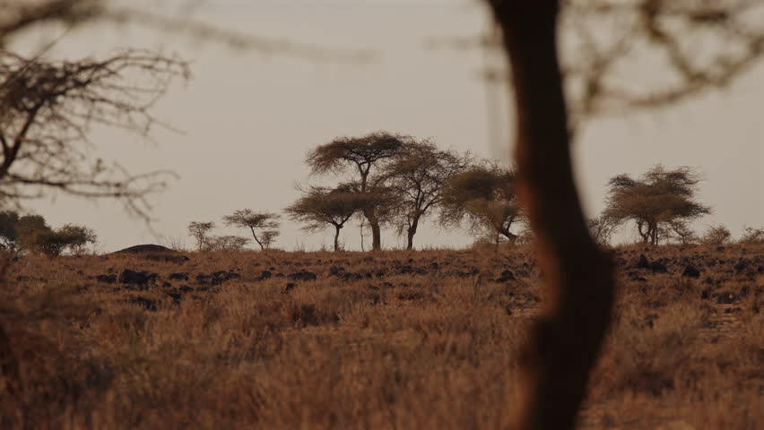Acacia Trees in African Savannah